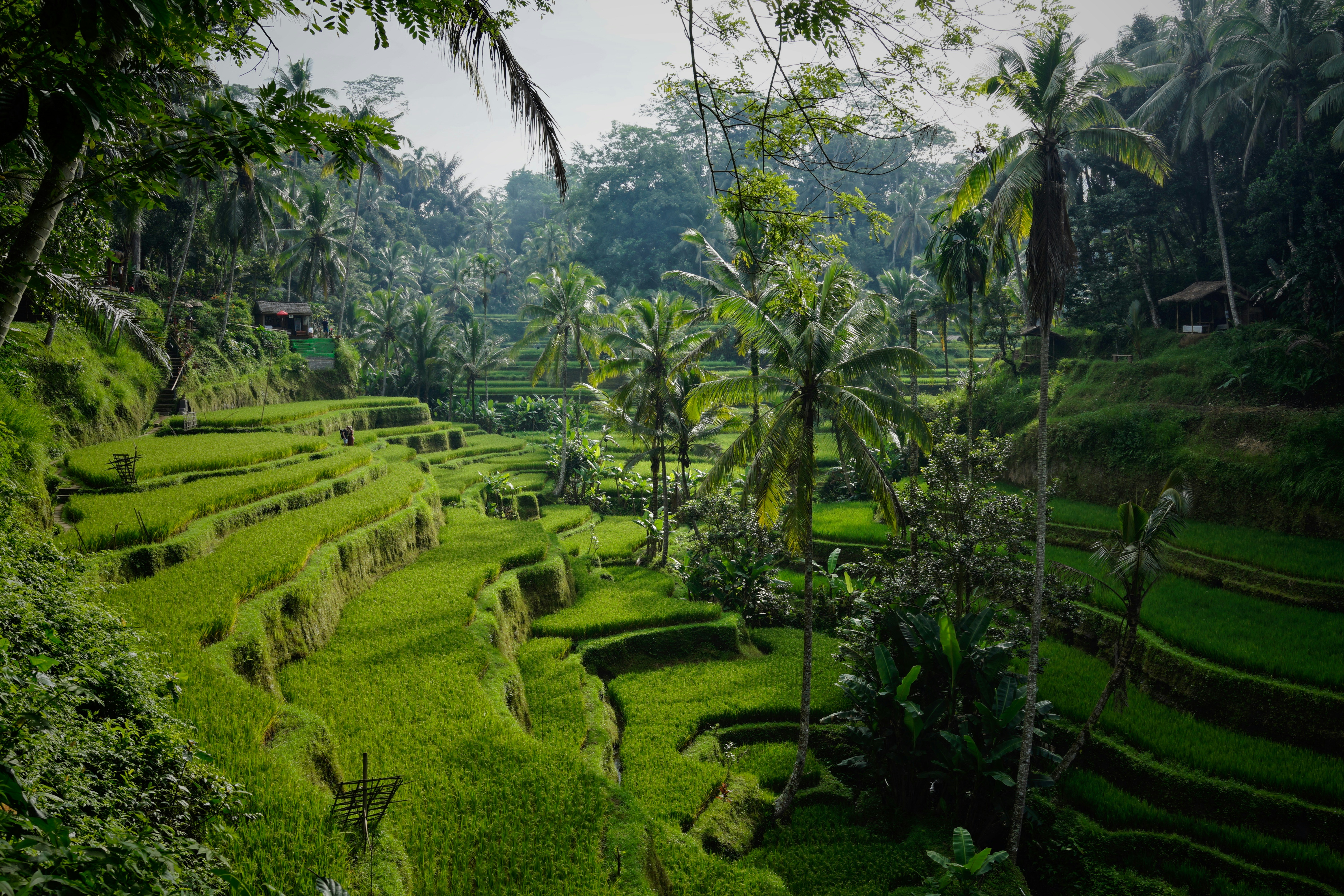 Beauty of Balinese Culture